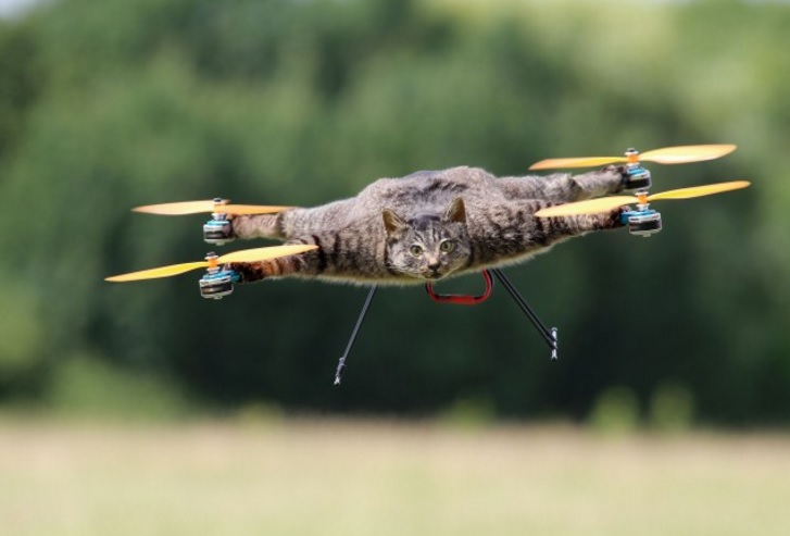 bird drone cat toy