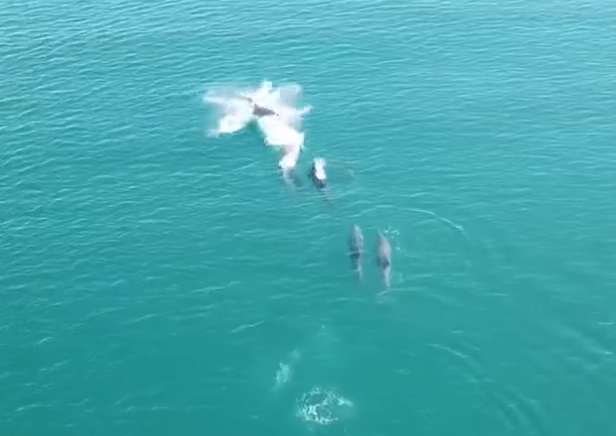 Drone Footage Captures Rare Dolphins Off A Welsh Coast