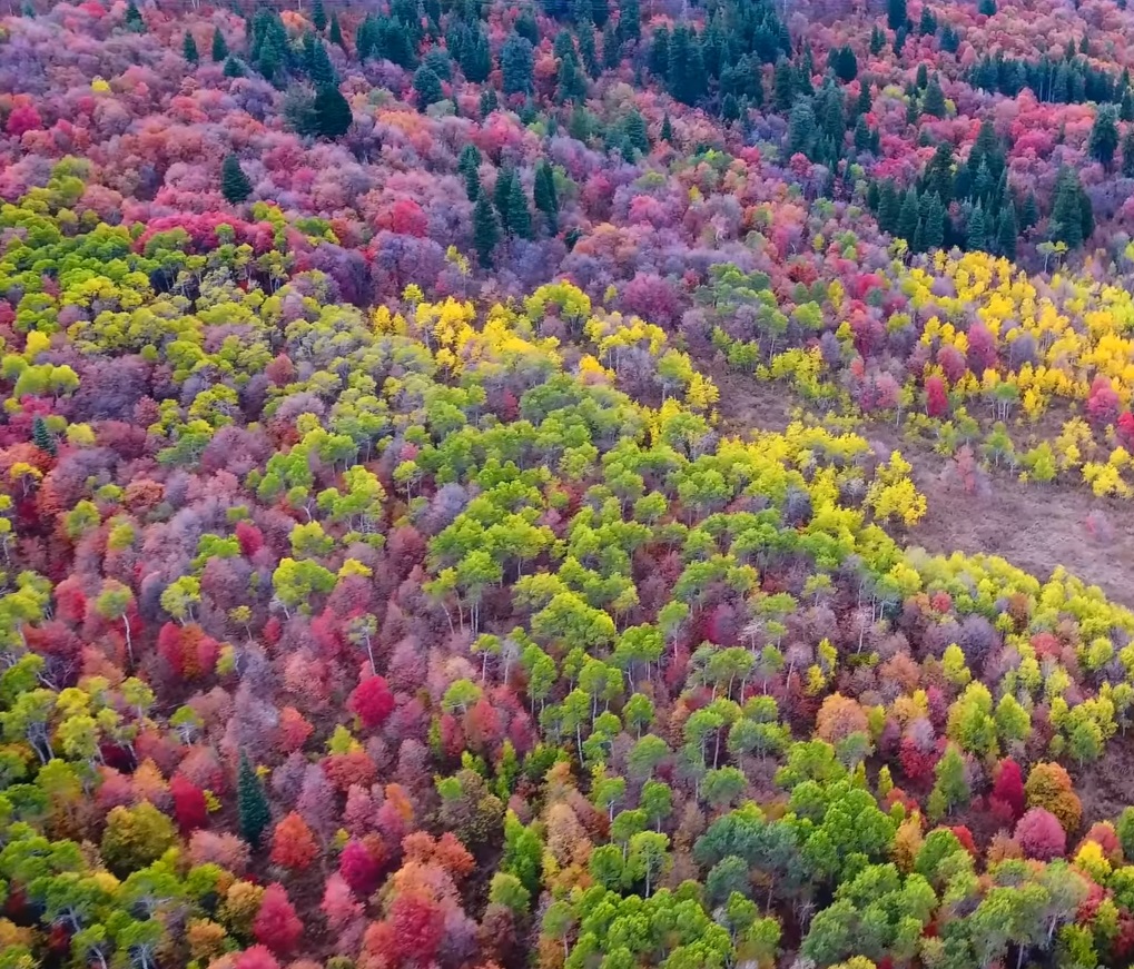 Beautiful Drone Video Shows Autumn From A New Perspective